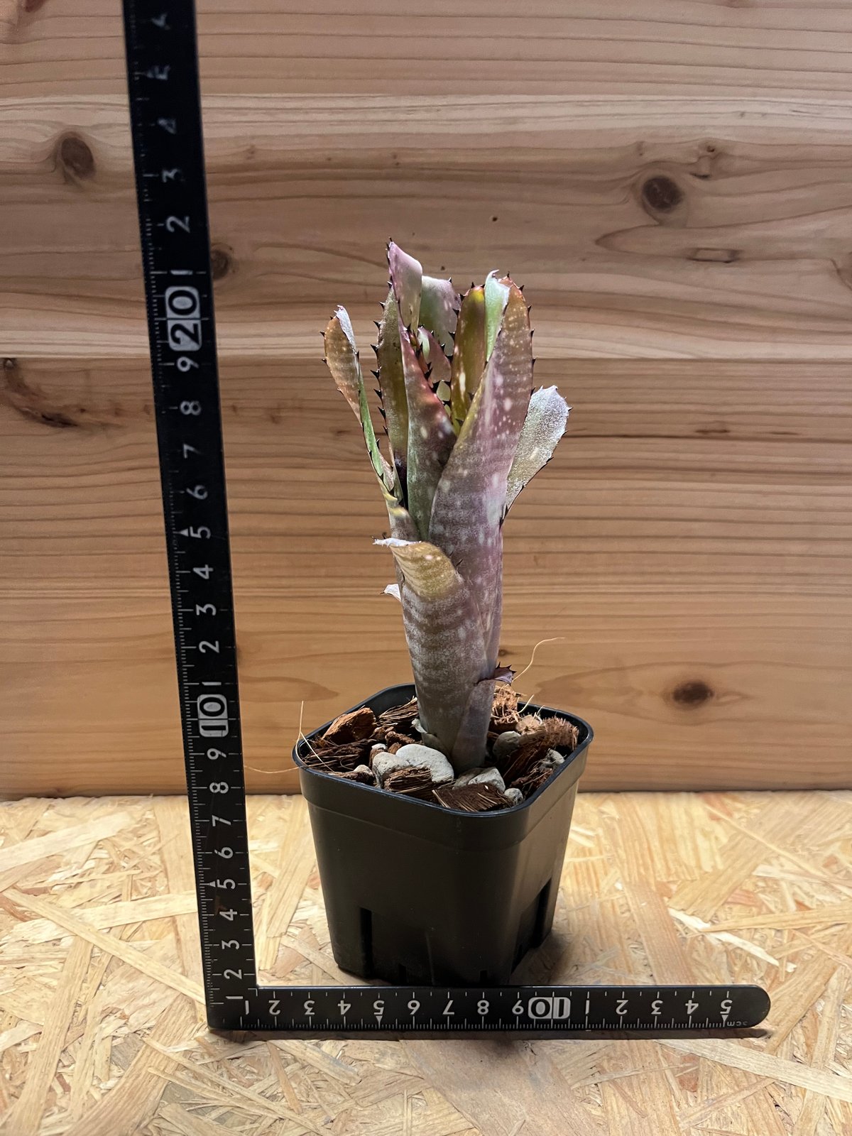 ビルベルギア カハカイ | GREEN LUCK