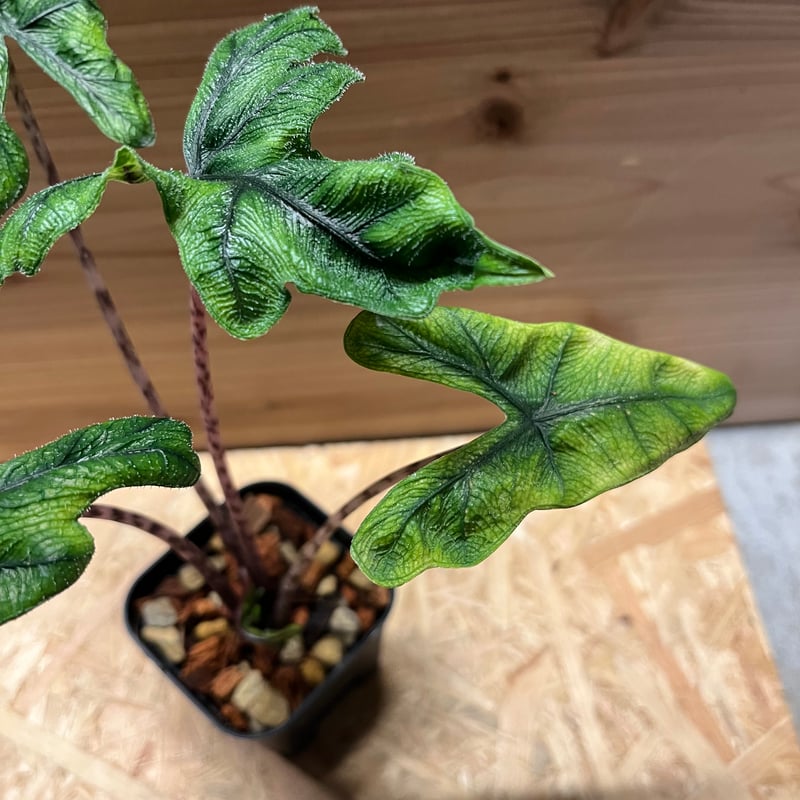 アロカシア ジャクリン | GREEN LUCK