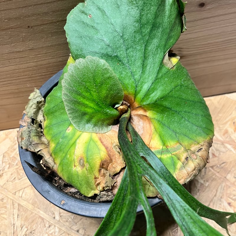 写真追加　キッチャクードthin ビカクシダ ビカクシダ キッチャクード細葉 「Platycerium kitshakood thin l