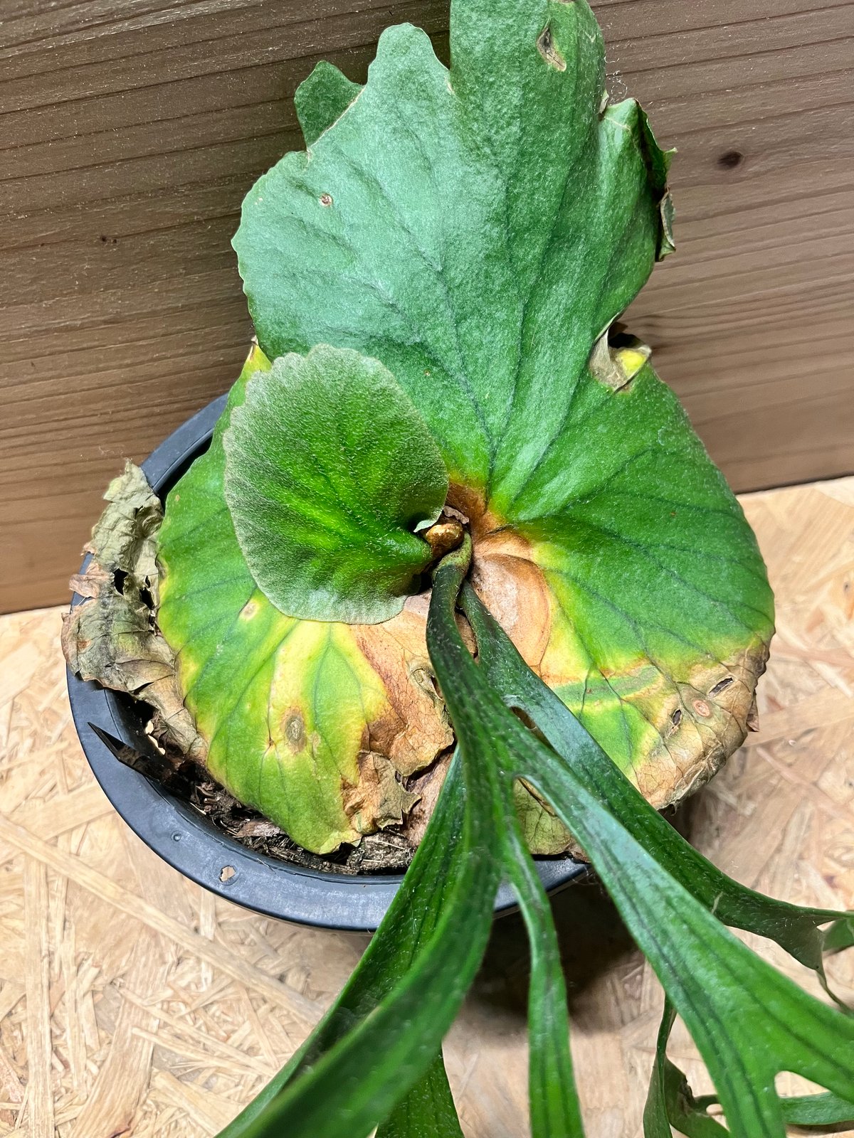 ビカクシダ キッチャクード シン | GREEN LUCK