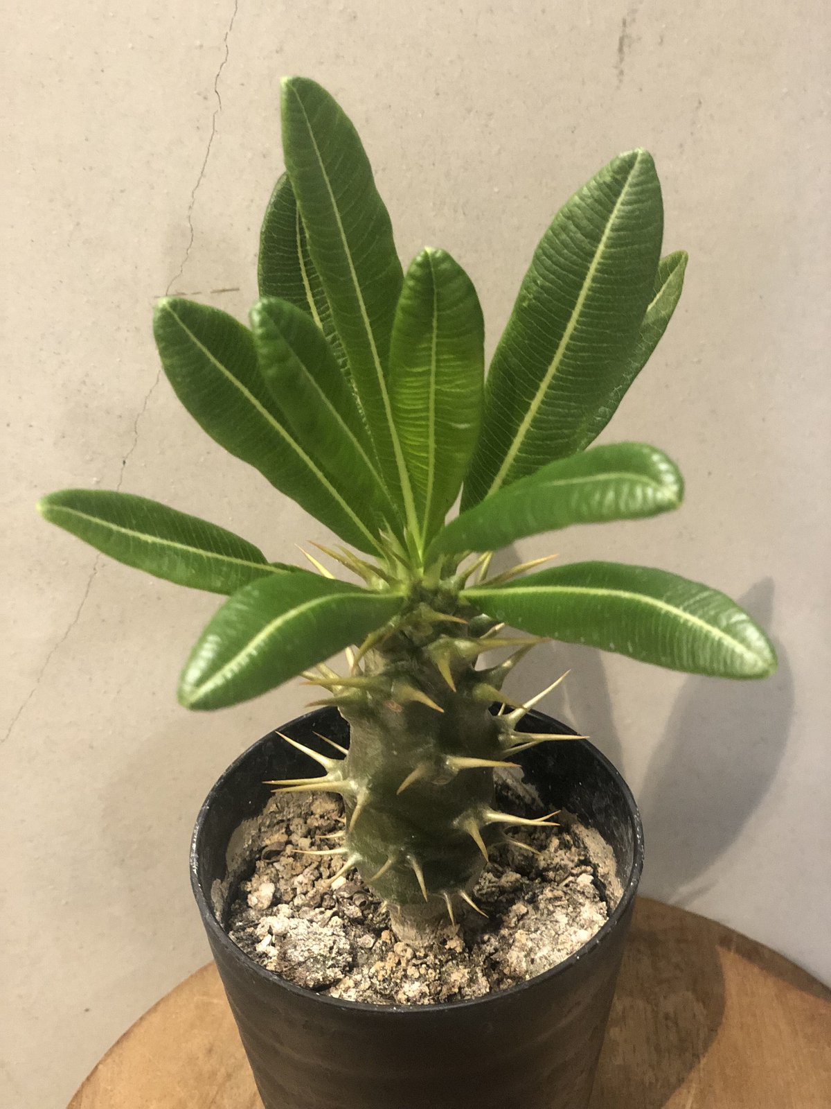 パキポディウムアンボンゲンセ実生 パキポディウム アンボンゲンセ(実生) | hanayoshi-botanical