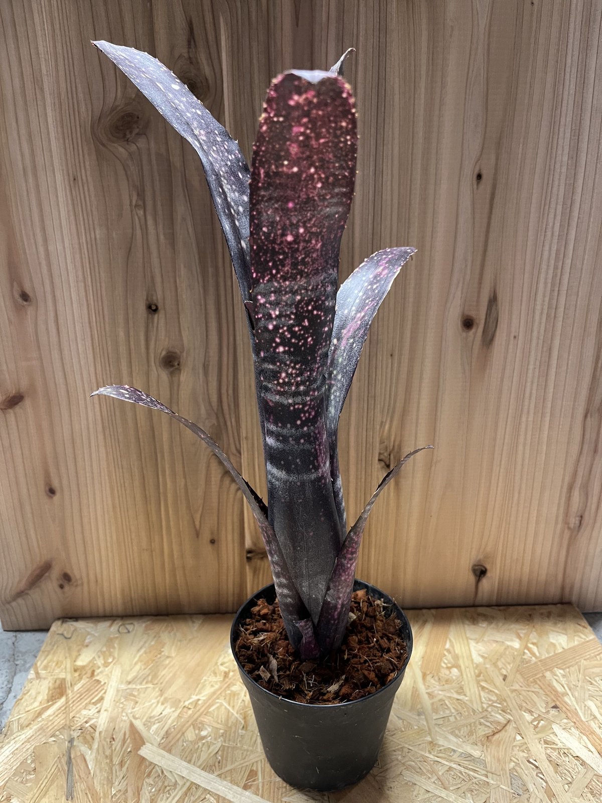 ブロメリア・エアープランツ Billbergia EL Zorro 売れ筋・人気アイテム 商品 Billbergia El Zorro - Bird Rock