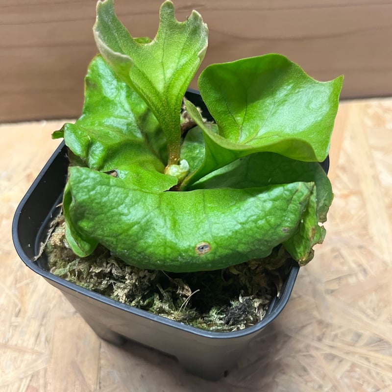 ビカクシダ リドレイ ドワーフ&コンパクト | GREEN LUCK