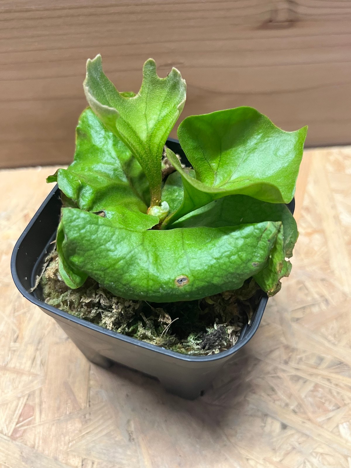 ビカクシダ リドレイ ドワーフ&コンパクト | GREEN LUCK