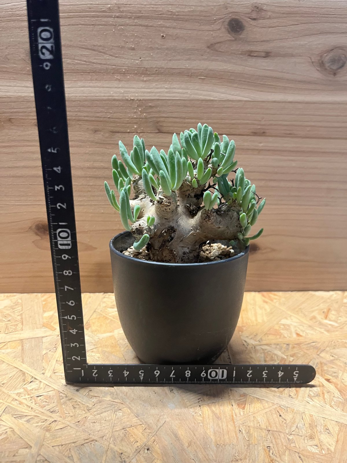 チレコドン レティキュラーツス 万物想 | GREEN LUCK