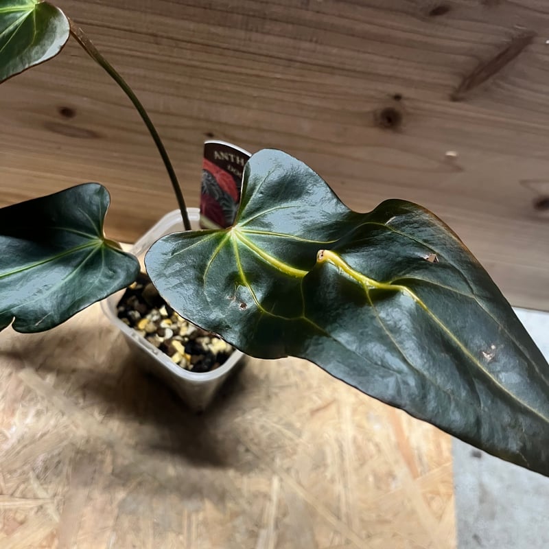 アンスリウム ダーク&ハンサム×ダーク&ハンサム | GREEN LUCK