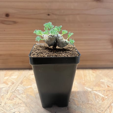 【サマーセール】モンソニア　ムルチフィダ モンソニアムルチフィダ | STORES