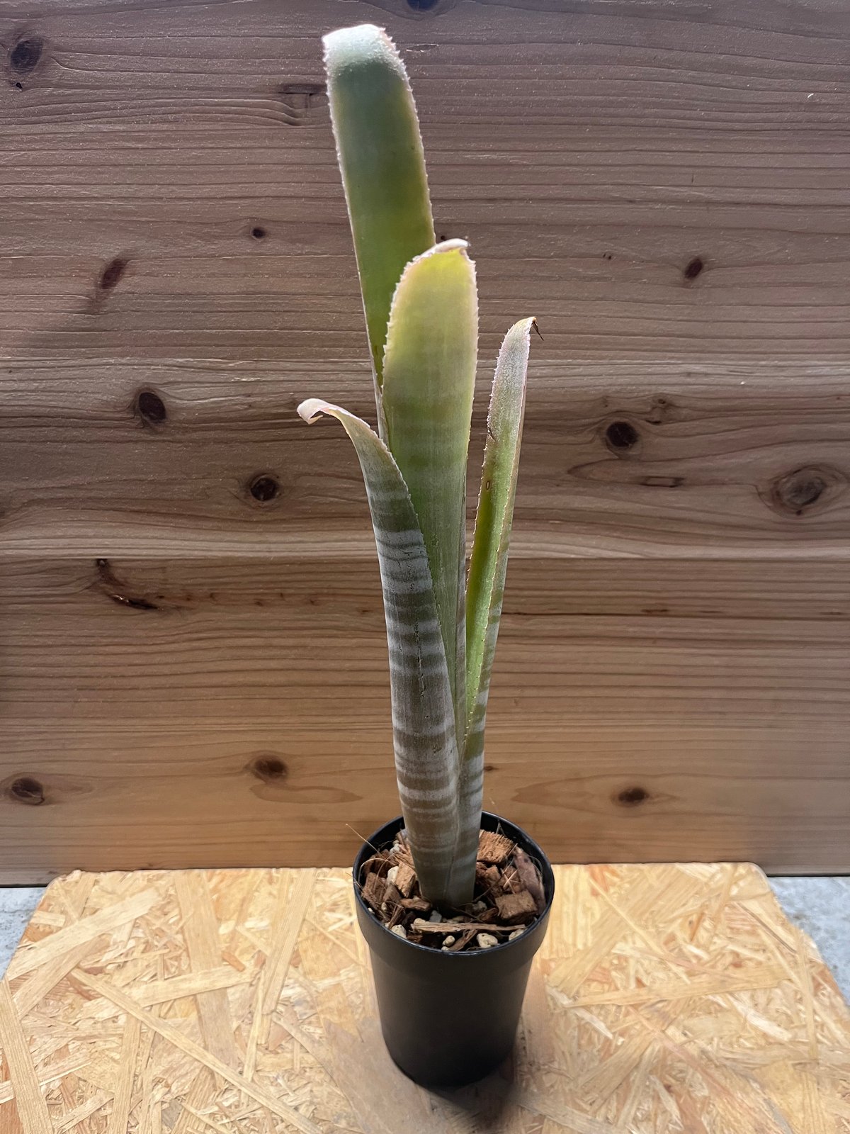 ビルベルギア　特大株 ビルベルギア ブラジリエンシス | GREEN LUCK