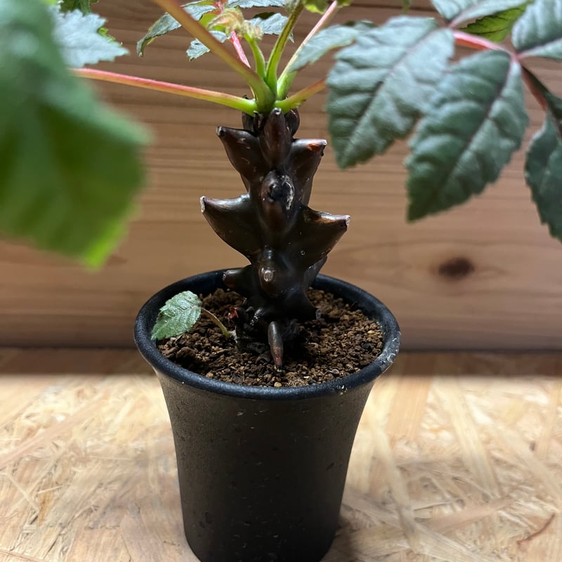 植物ベイセリアメキシカーナ ベイセリア メキシカーナ | GREEN LUCK