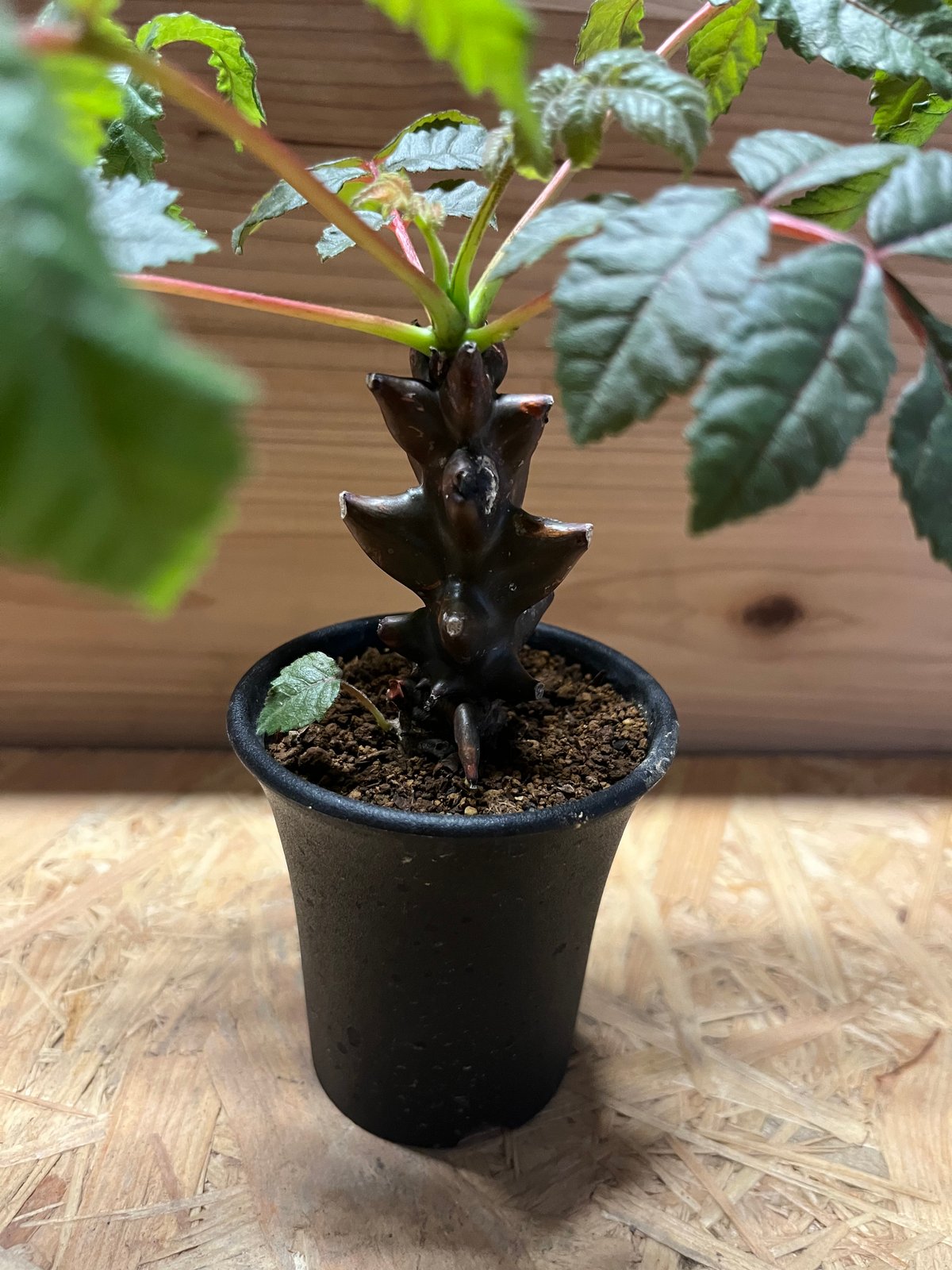 ベイセリア メキシカーナ | GREEN LUCK