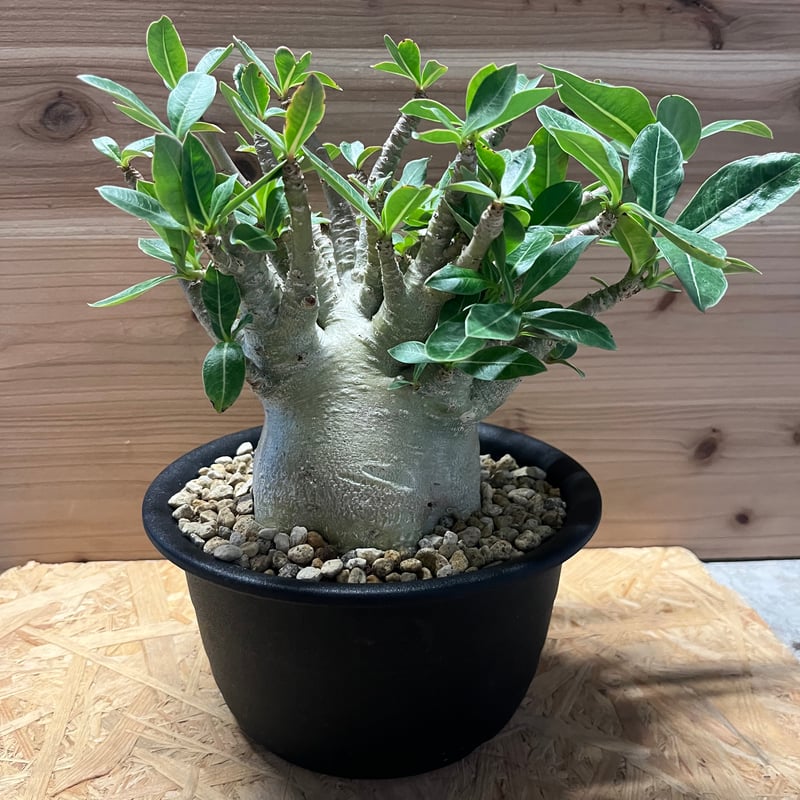 【セール】アデニウム　アラビカム　No.013　鉢、送料込　メルカリ便 アデニウム アラビカム | GREEN LUCK