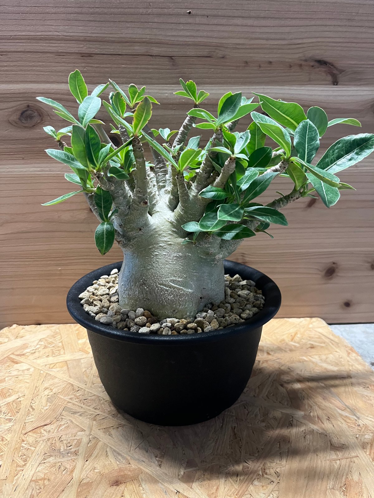 アデニウム アラビカム | GREEN LUCK