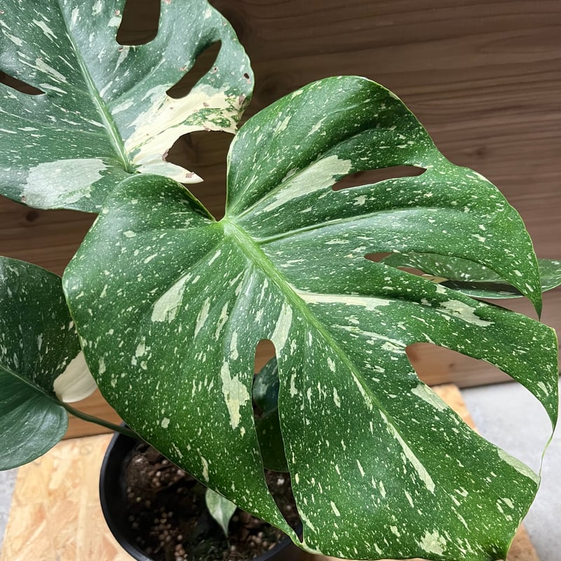斑入りモンステラ イエローモンスター | GREEN LUCK