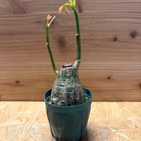 プセウドボンバックス　エリプティクム