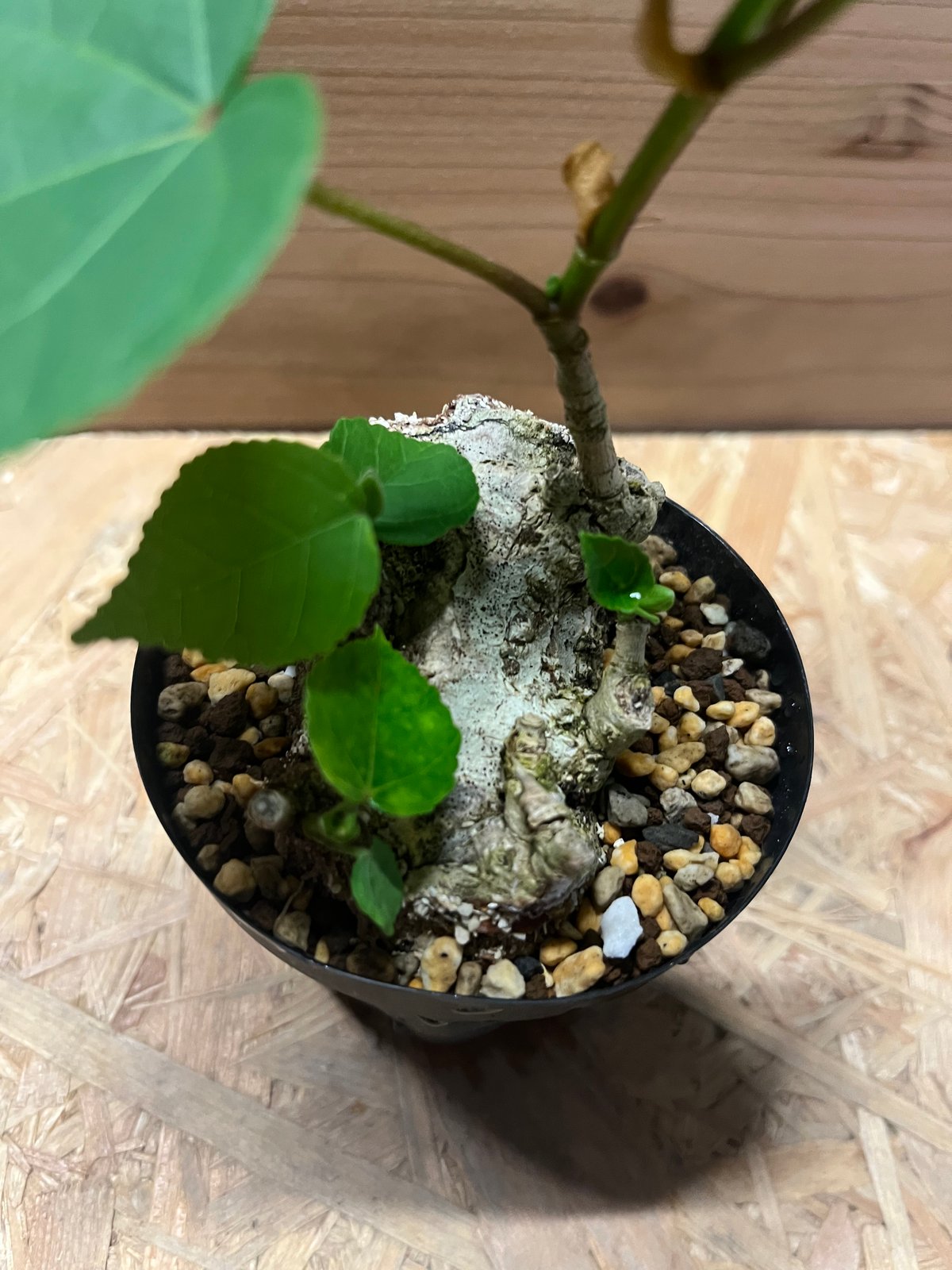 オオハマボウ | GREEN LUCK