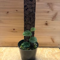 モンステラ　デュビア