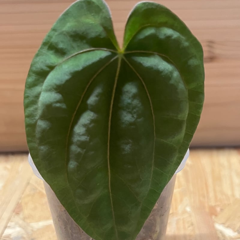 アンスリウム ドレスレリー ダーク | GREEN LUCK