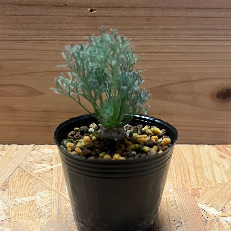 モンソニア ペニクリナム 実生株(A)（抜き苗） モンソニア ペニクリナム 実生株(H)（抜き苗）