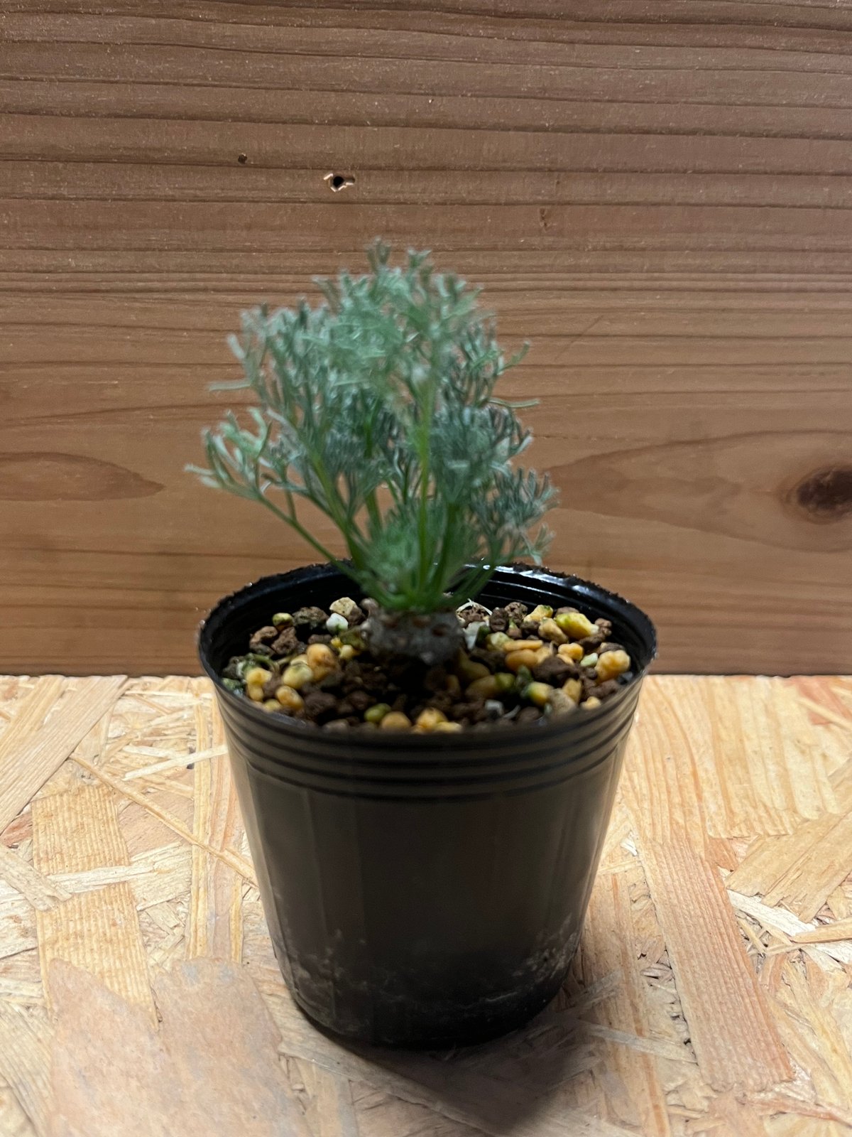 モンソニア ペニクリナム | GREEN LUCK