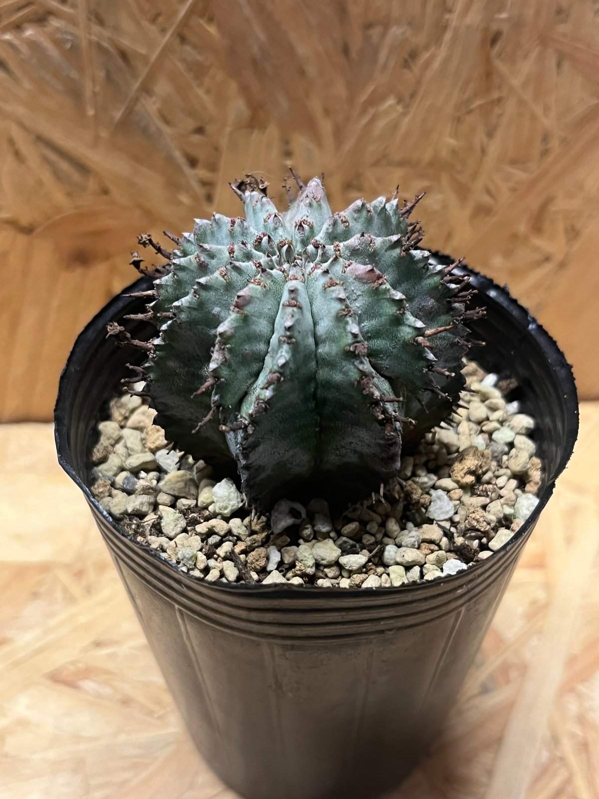 ユーフォルビア ホリダ | GREEN LUCK