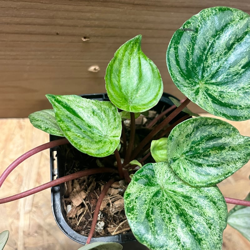 ペペロミア　雪兎　ユキウサギ　約2.5号鉢　No.001　鉢、送料込み ペペロミア '雪兎' | GREEN LUCK