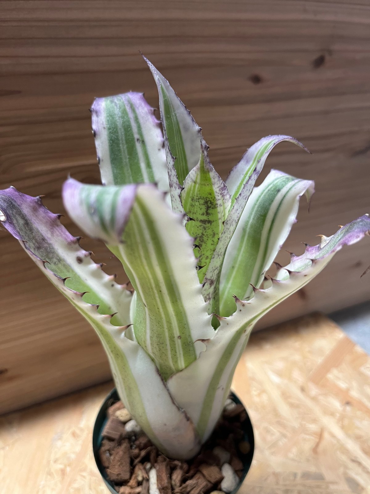 ホヘンベルギア カーラ | GREEN LUCK