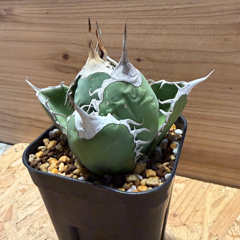 アガベ オテロイ オアハカ | GREEN LUCK