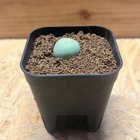 とおる様　確認用　コノフィツム　ブルゲリ　1.7cm以上　10点　S30、31 コノフィツム | STORES