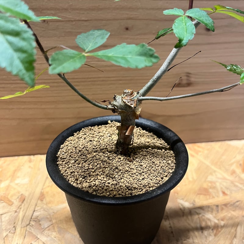 コミフォラ ホルトジアナ コミフォラ：ホルトジアナ 2.5号鉢植え の通販 | 園芸ネット