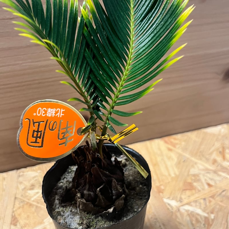 金環ソテツ | GREEN LUCK