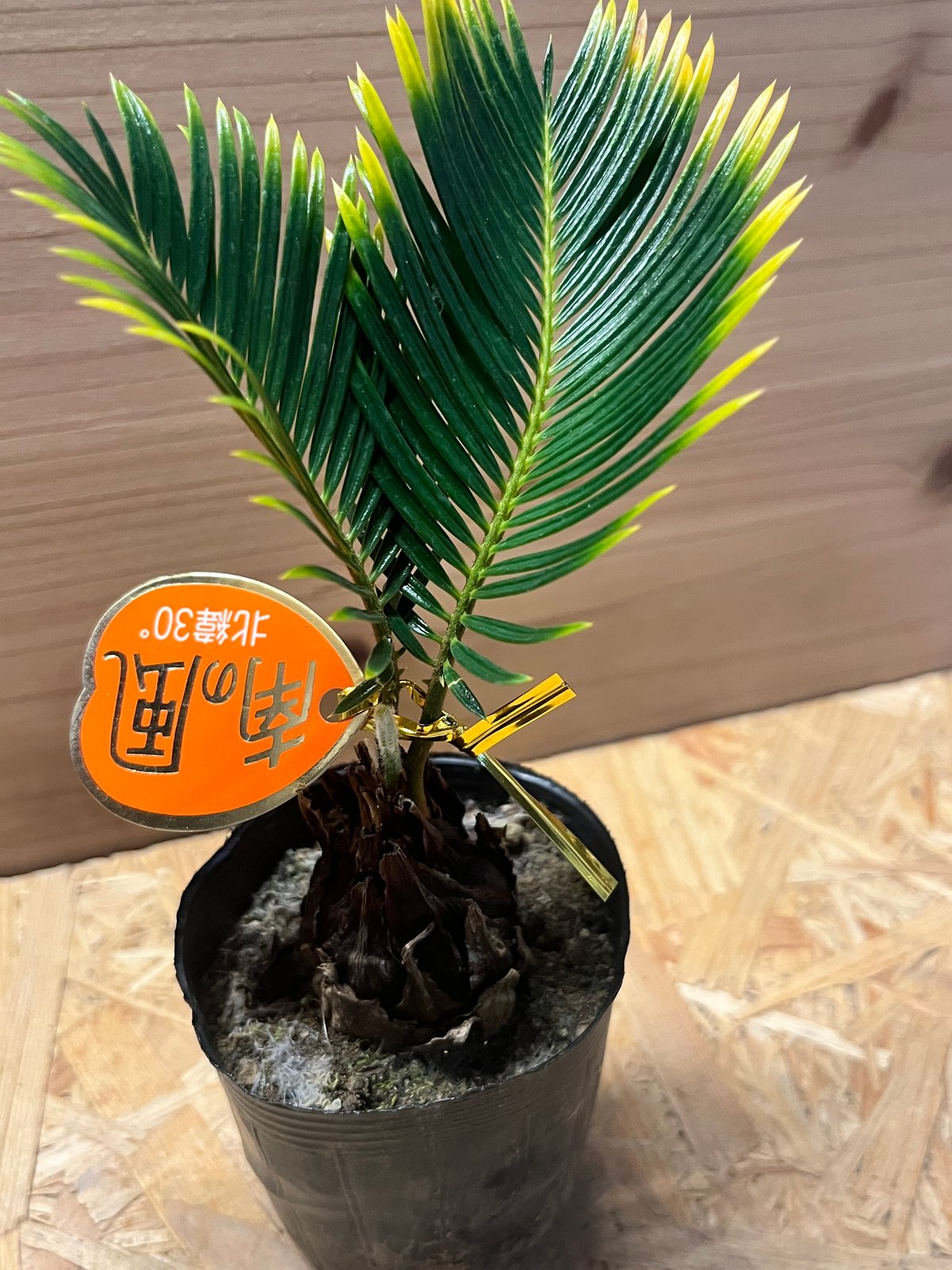 金環ソテツ | GREEN LUCK