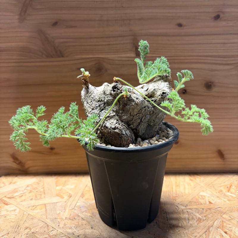 ペラルゴニウム トリステ | GREEN LUCK