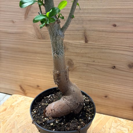 アダンソニア　ディギタータ　バオバブ