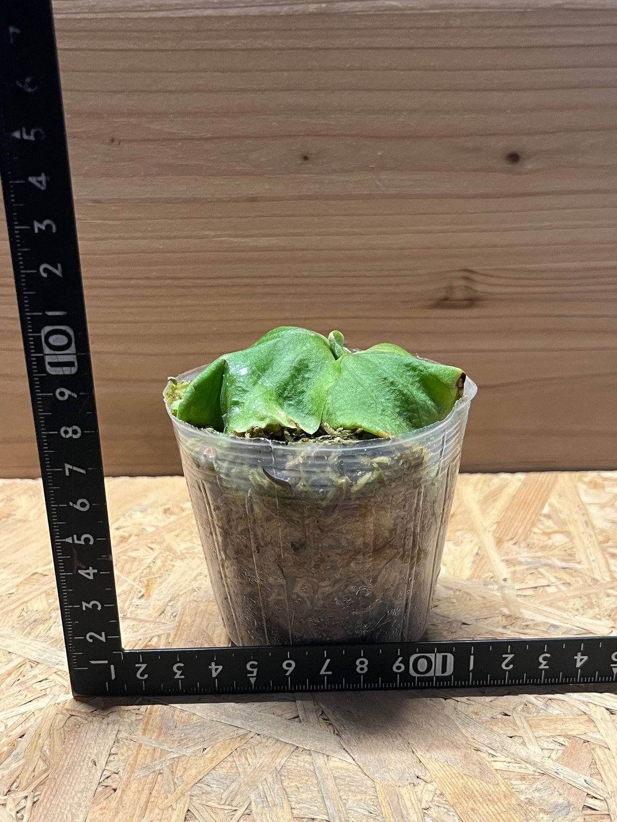 ビカクシダ リドレイ | GREEN LUCK