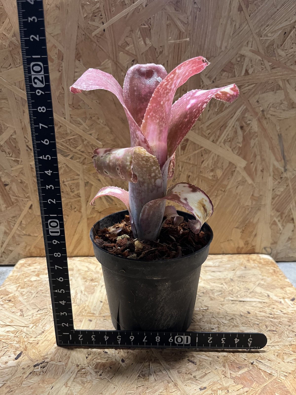 ビルベルギア　ピンクボム　コルク付け ビルベルギア ピンクボム コルク付け ビルベルギア ピンクボム