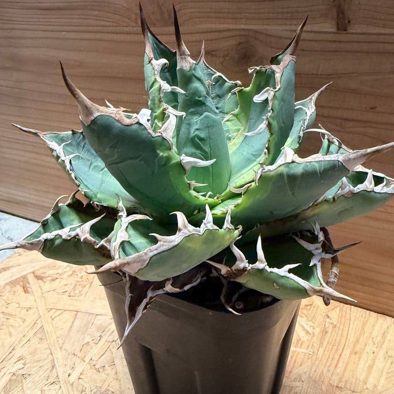 アガベ チタノタ 'ノーネーム' 斑入り | GREEN LUCK