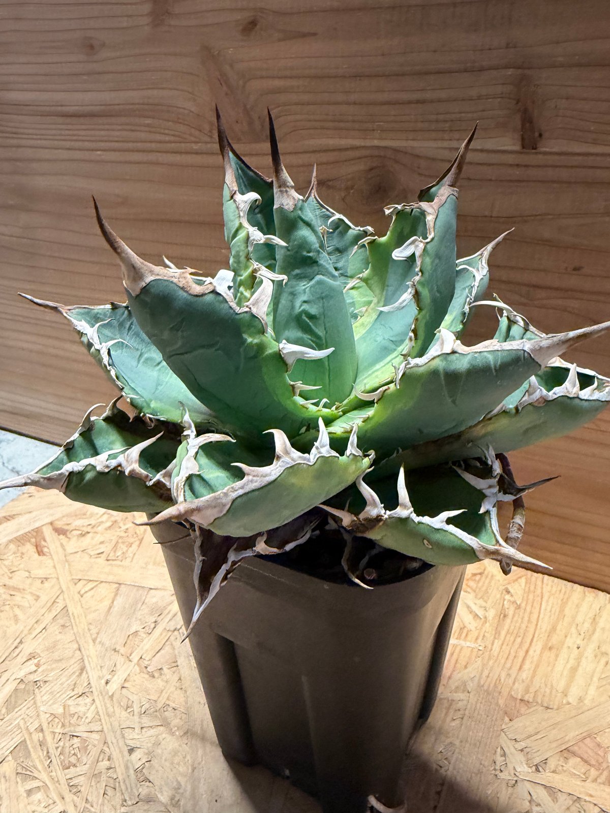 アガベ チタノタ 'ノーネーム' 斑入り | GREEN LUCK