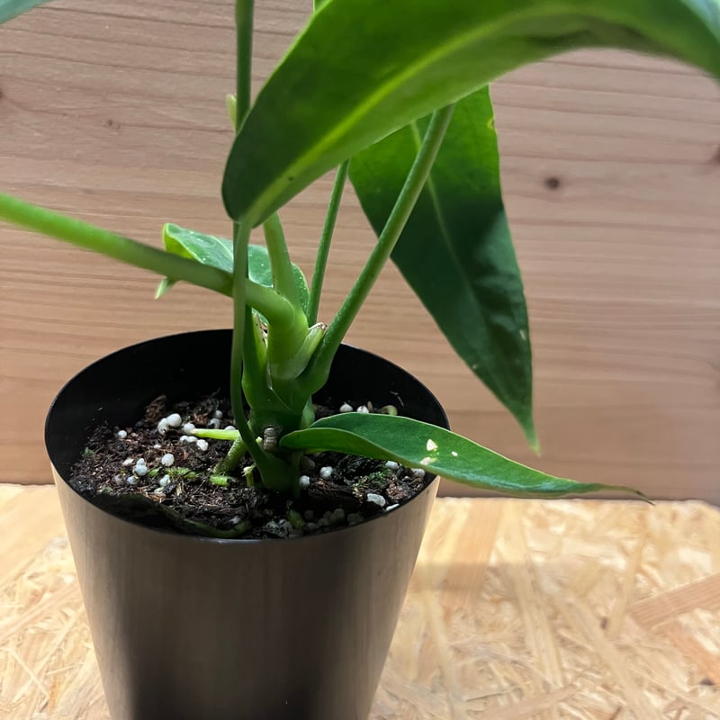 アンスリウム ワロクアナム | GREEN LUCK