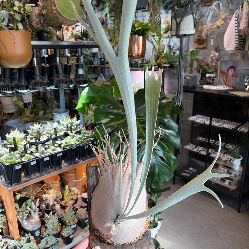 ビカクシダ ベイチー ワイルド | GREEN LUCK