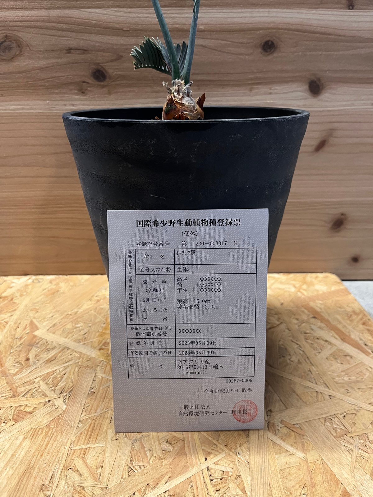 エンセファラルトス レーマニー | GREEN LUCK