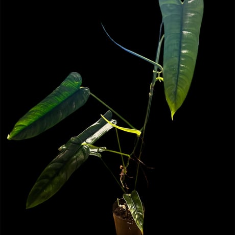 フィロデンドロン | STORES