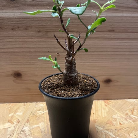 オトンナ　ロバタ　現地球　3 オトンナ ロバタ 現地球 3 塊根植物・コーデックス