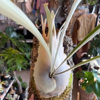 ビカクシダ ヒリー 'パオパオ' | GREEN LUCK