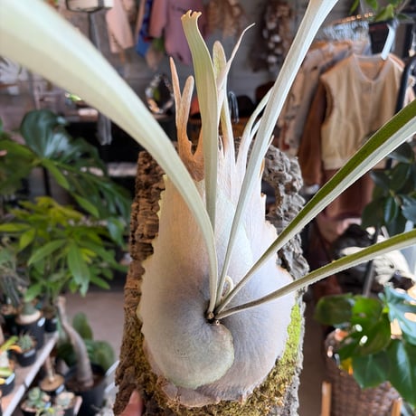 ビカクシダベイチー | STORES