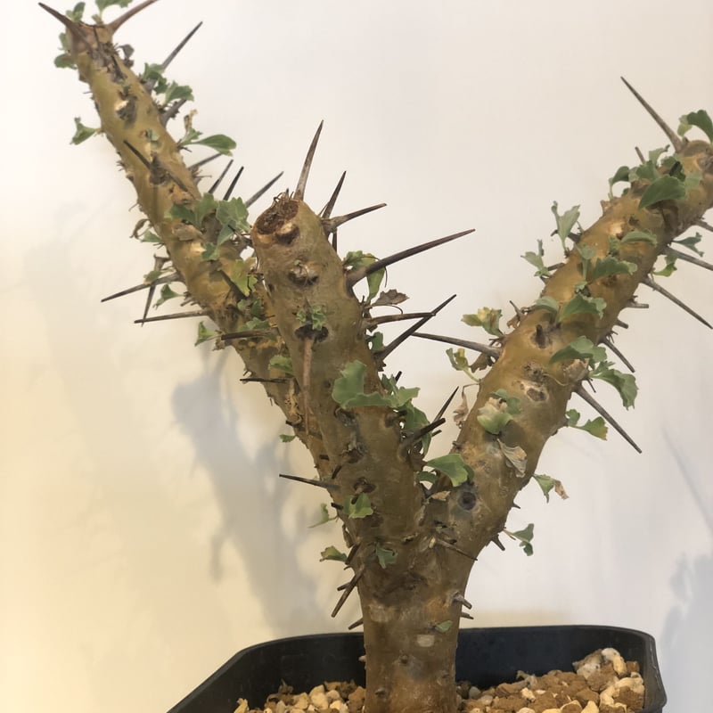 サルコカウロン クラシカウレ | GREEN LUCK