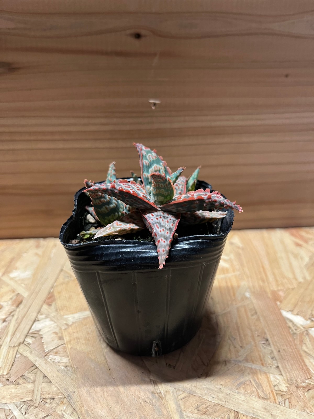 アロエ ピンクブラッシュ | GREEN LUCK