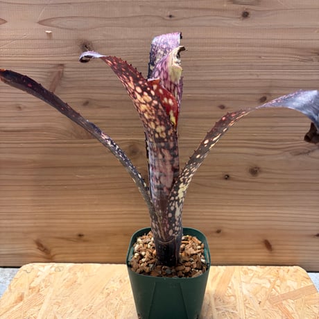 ブラックパール | STORES