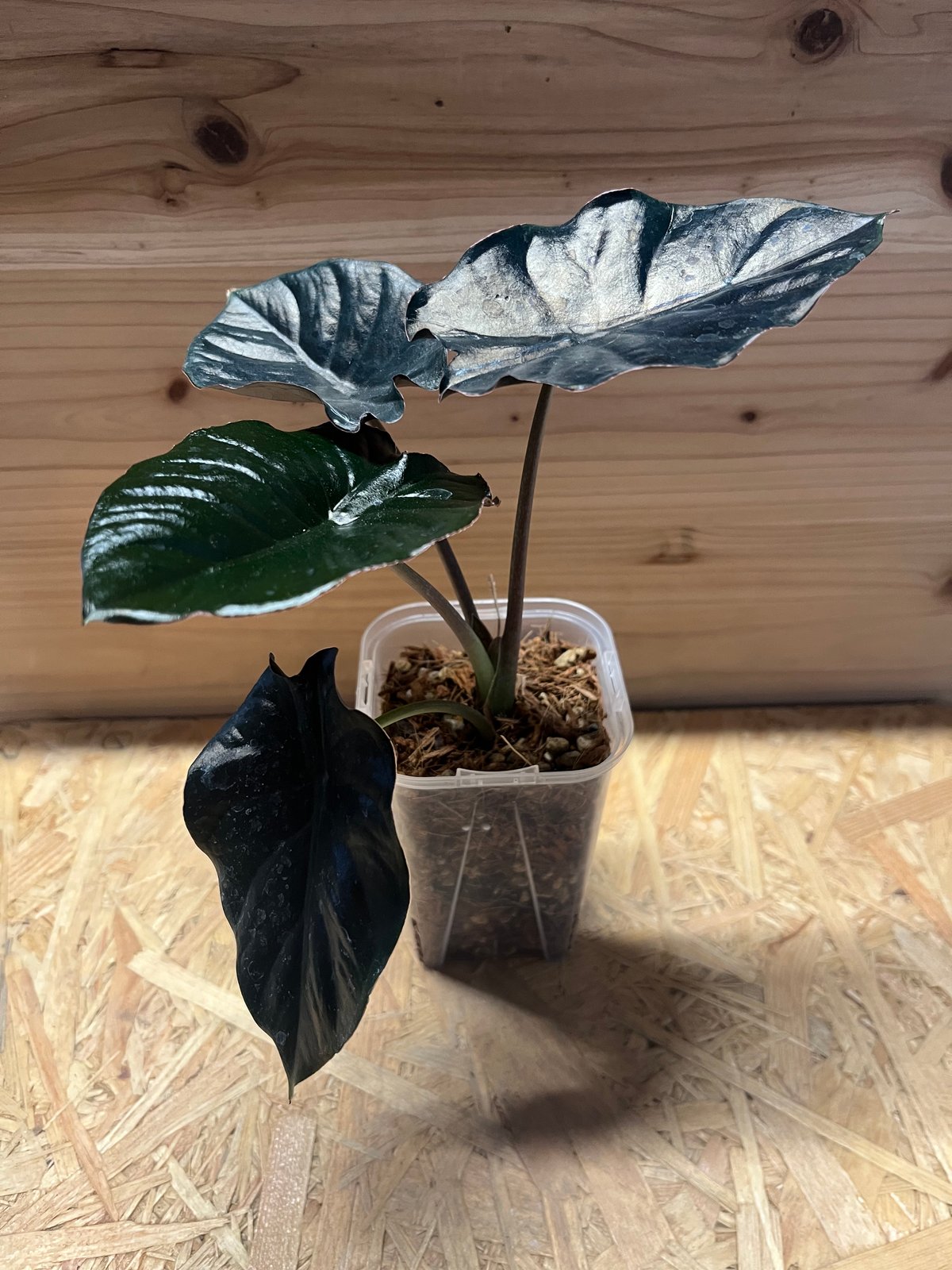 アロカシア インフェルナリス ブラックマジック | GREEN LUCK