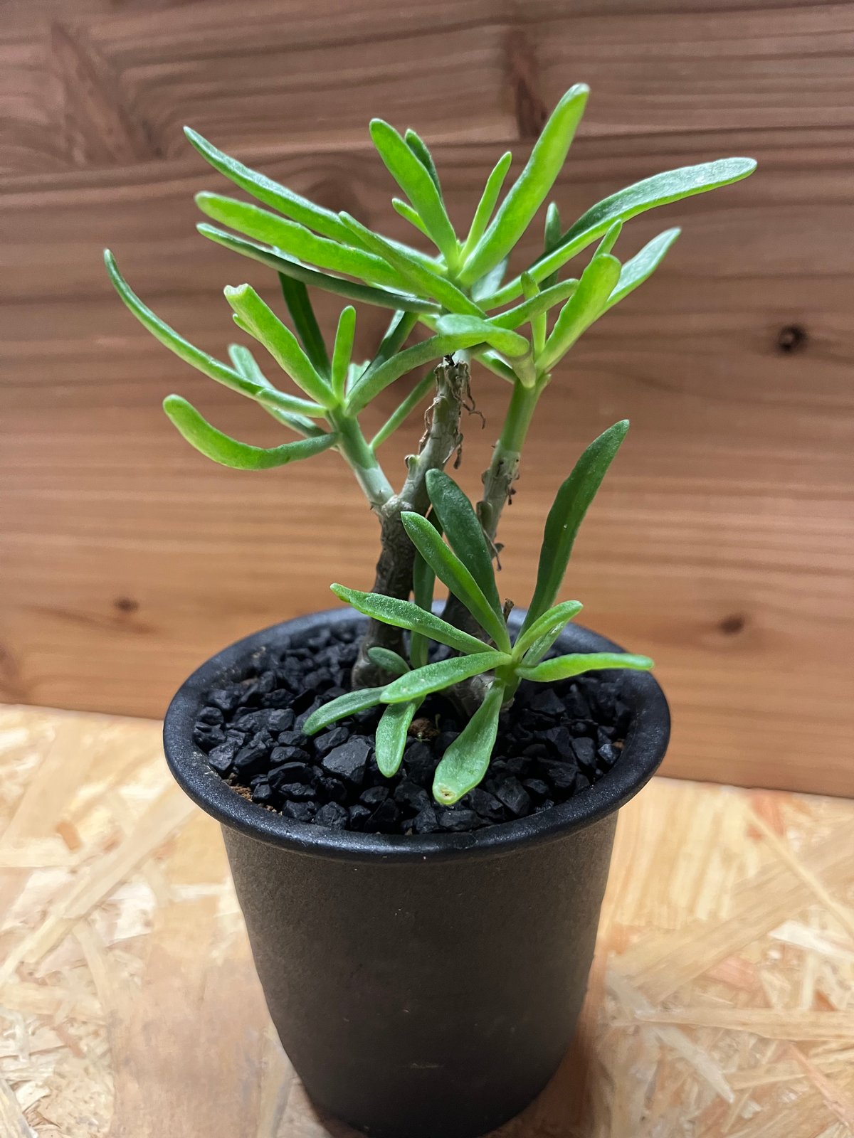 チレコドン ストリアツス | GREEN LUCK