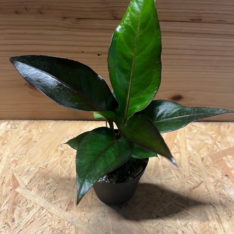 ★★★【超希少】アンスリウム：ポンプランディ　バリエガータ★★★ アンスリウム：ボンプランディ バリエガータ 3号ポット の通販